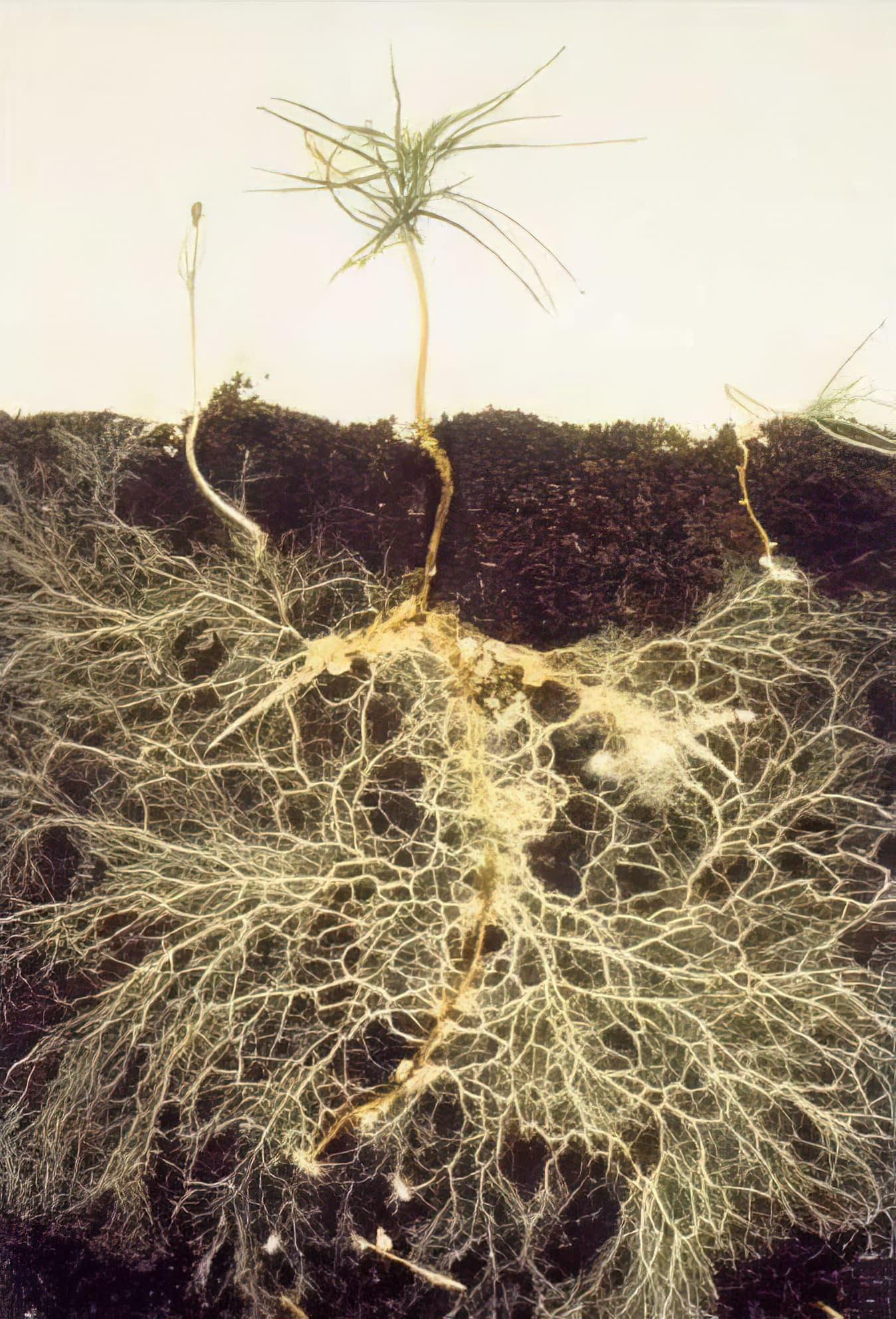 A cross section showing extensive roots under a seedling